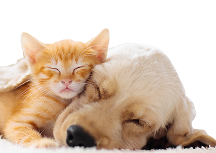 Un gatito pelirrojo y un cachorro dorado durmiendo, acurrucados juntos